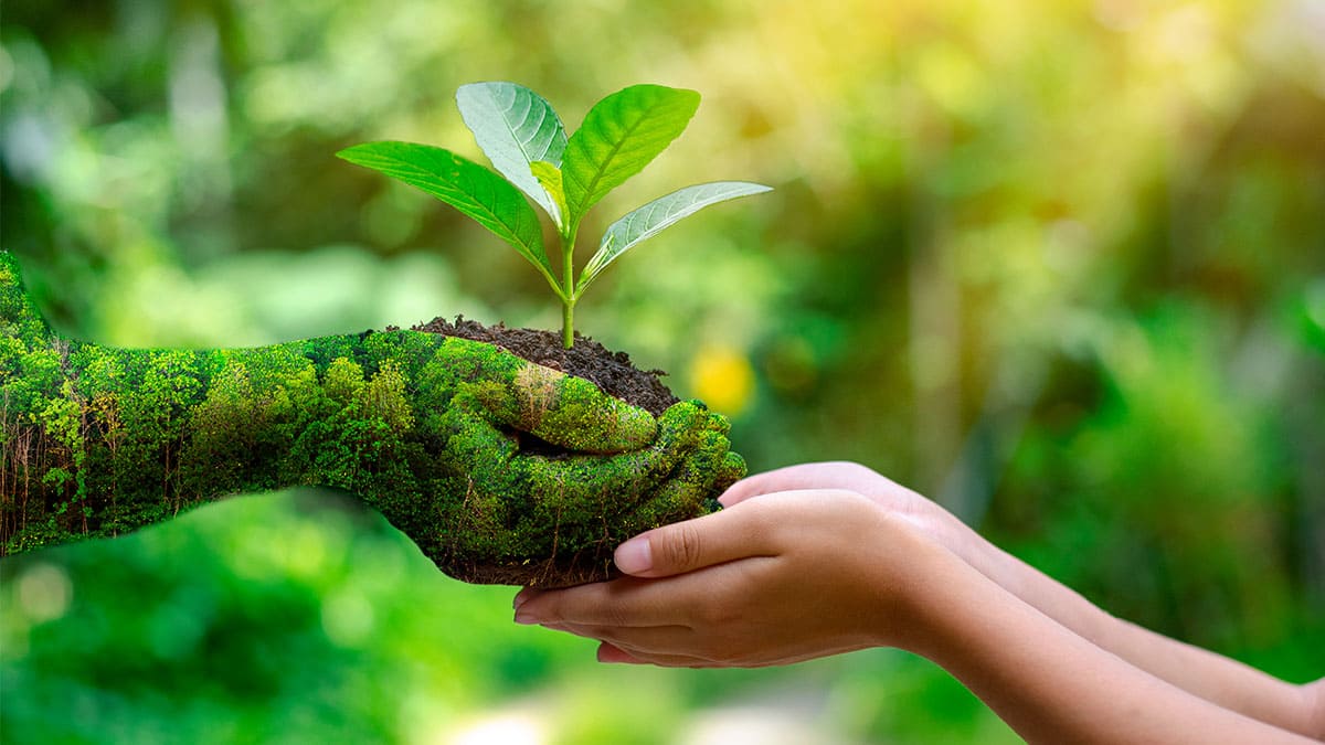 El Cuidado del Medio Ambiente